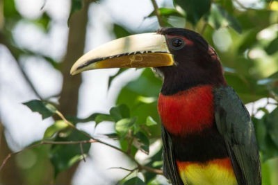 Arasari cuellirrojo oriental