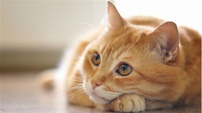 Consejos si tienes alergia a los gatos