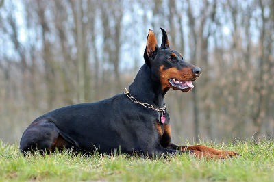 Doberman