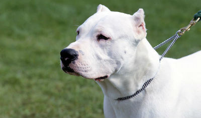 Dogo Argentino