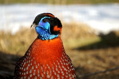 El Tragopan de Temminck