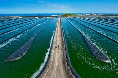 Espirulina gran generador de oxigeno