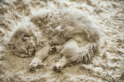 Gato en la alfombra