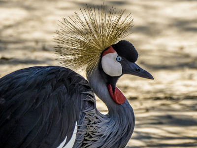 Grulla coronada cuelligris