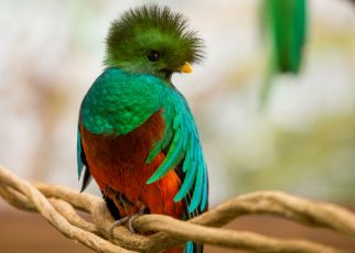 Las 10 aves mas exoticas del mundo