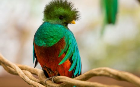 Las 10 aves mas exoticas del mundo