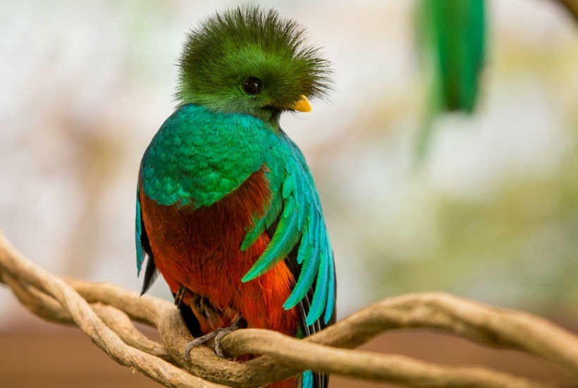 Las 10 aves mas exoticas del mundo