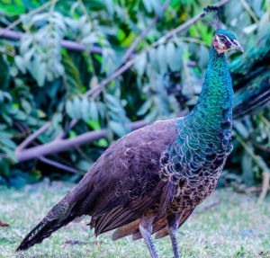 Pavo real cuelliverde