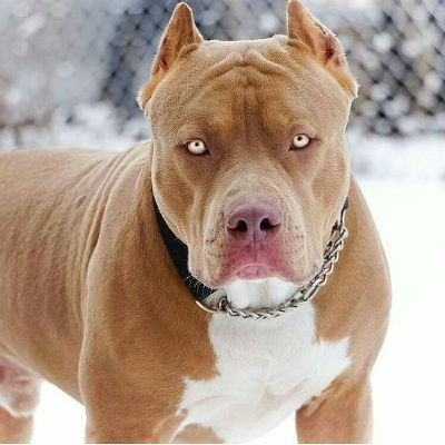 Pit Bull