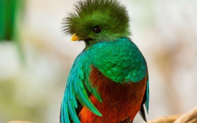 Quetzal guatemalteco