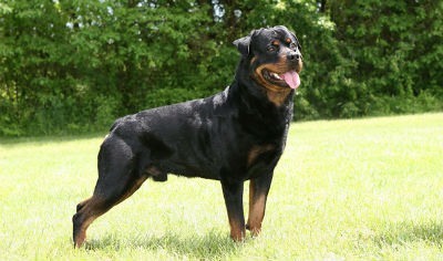 Rottweiler