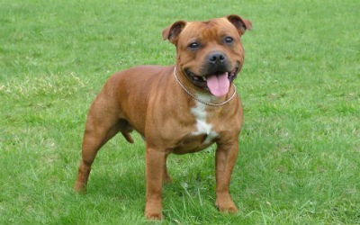 Staffordshire Bull Terrier