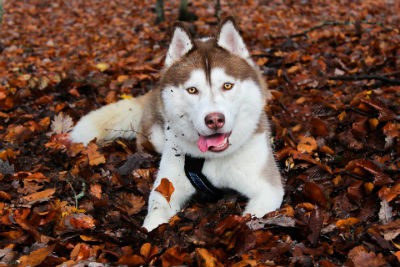 Alimentacion del Husky