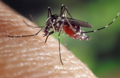 Consejos evitar picaduras de mosquitos