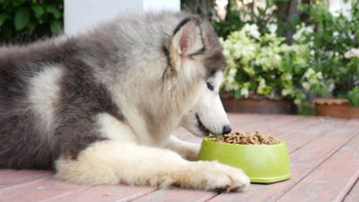 Dieta del Husky Siberiano