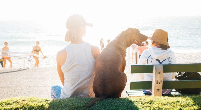 Grandes ideas para tus amigos peludos