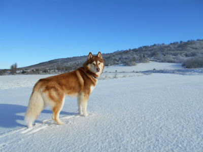 Que comen los Huskys Siberianos