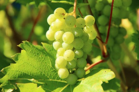 Variedades de uva en la cocina