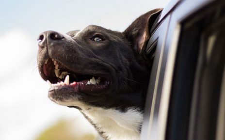 dientes limpios perros