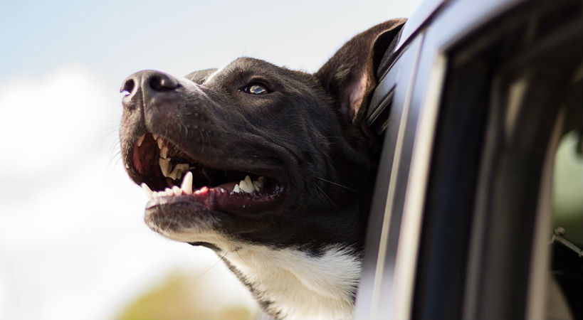 dientes limpios perros