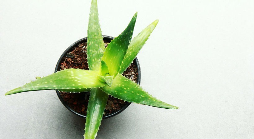 Aloe Vera la planta de los dioses