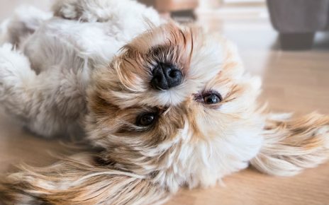 Como garantizar el bienestar de tu mascota