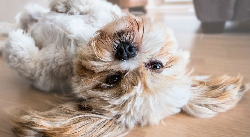 Como garantizar el bienestar de tu mascota