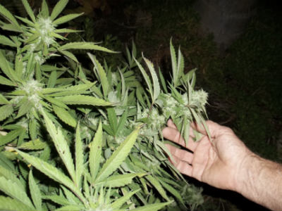 Iluminacion artificial para el cultivo de marihuana