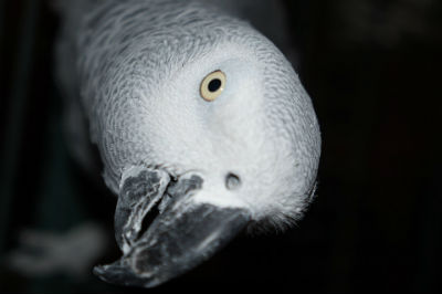 Loro gris de cola roja