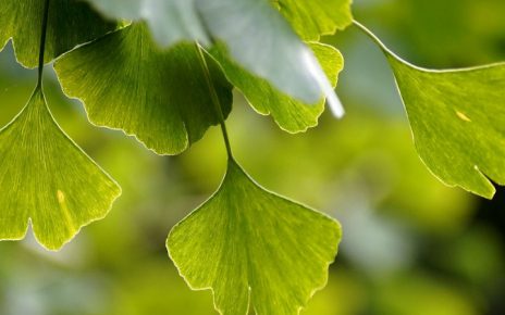 Ginkgo Biloba