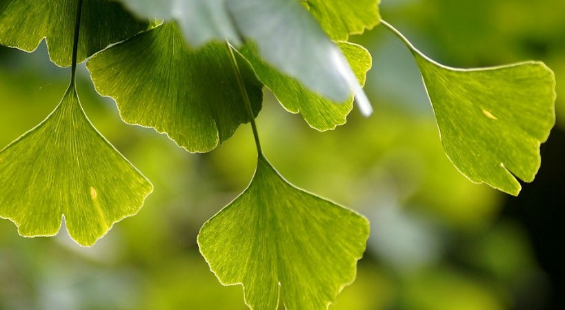 Ginkgo Biloba