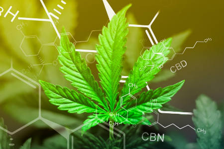 Conoce los efectos positivos del CBD en la salud