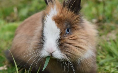 conejo de angora comiendo