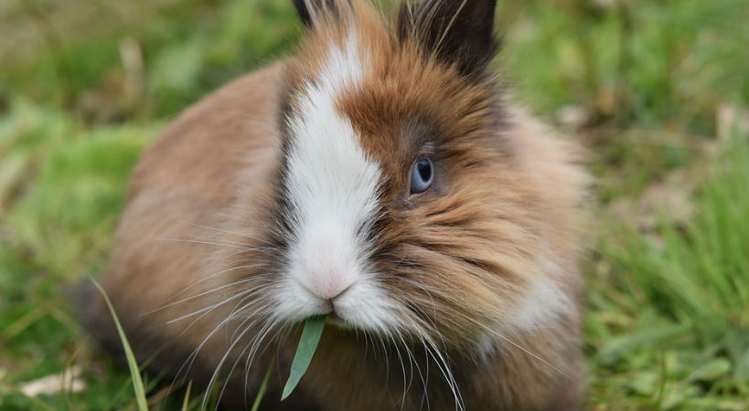 conejo de angora comiendo