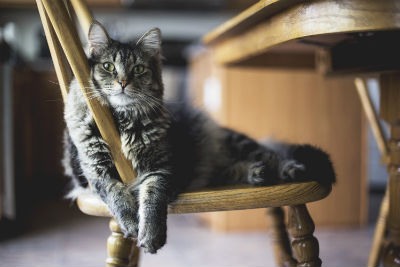 Alimentar a tu gato de forma saludable