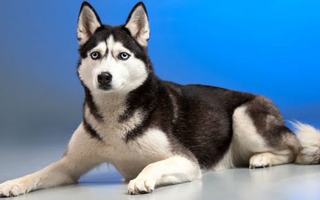 Características de un Husky Siberiano y por qué elegirlos en los criaderos profesionales