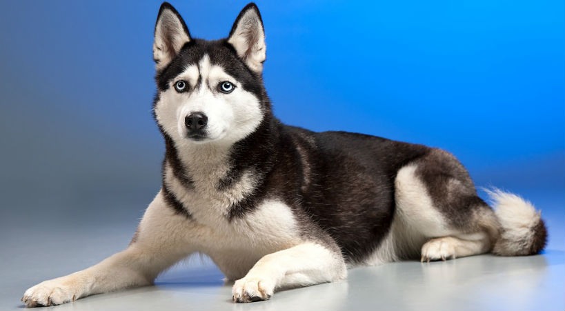 Características de un Husky Siberiano y por qué elegirlos en los criaderos profesionales