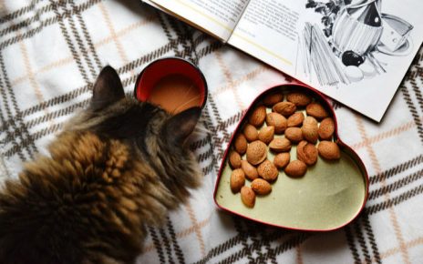 Cinco consejos para alimentar a tu gato