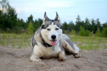 Cosas que debes saber del Husky Siberiano si deseas adoptar uno