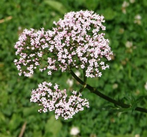 Valeriana officinalis