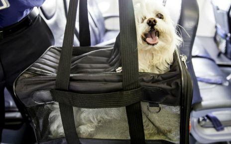 Viajar con animales