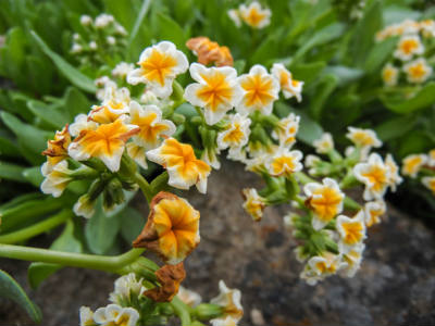 Flor Palo Negro