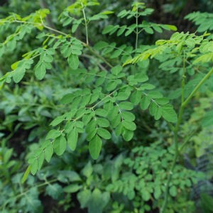 Propiedades de la moringa