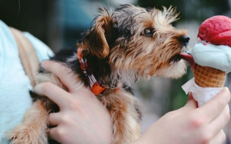 Qué debe comer mi perro