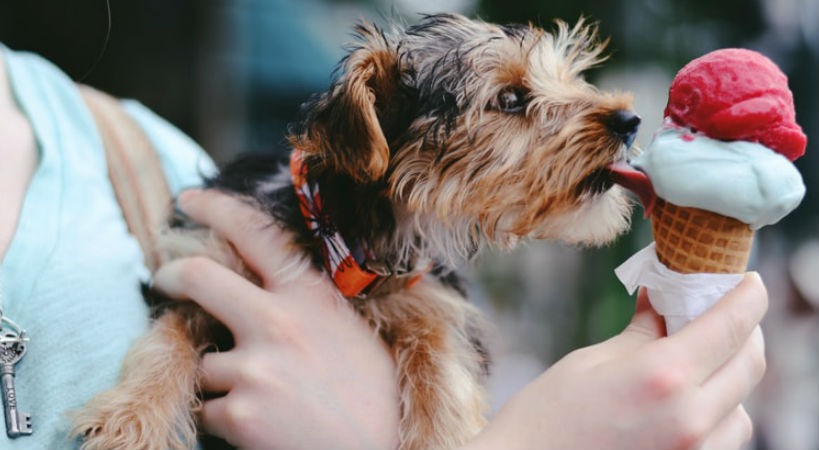 Qué debe comer mi perro