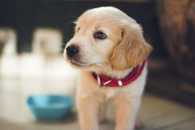 Se deben considerar las características del animal