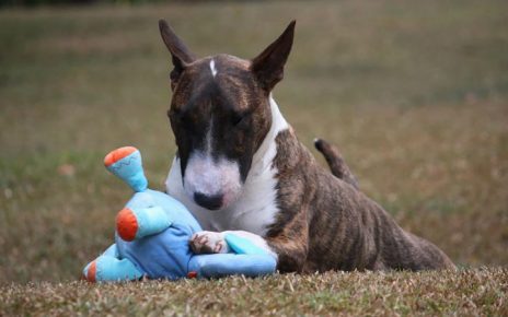 Bull Terrier miniatura aporta felicidad