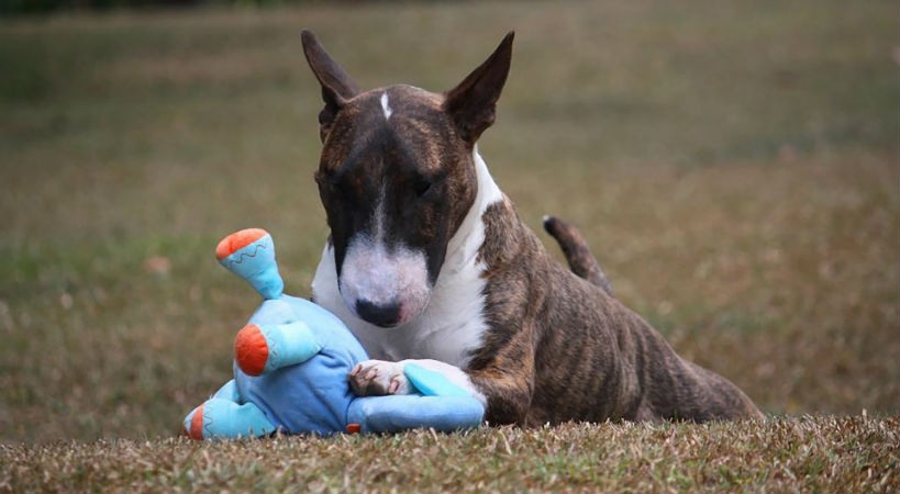 Bull Terrier miniatura aporta felicidad