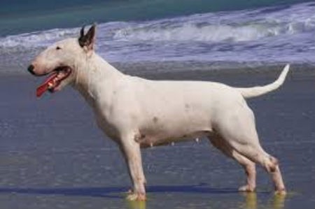 Bull Terrier miniatura