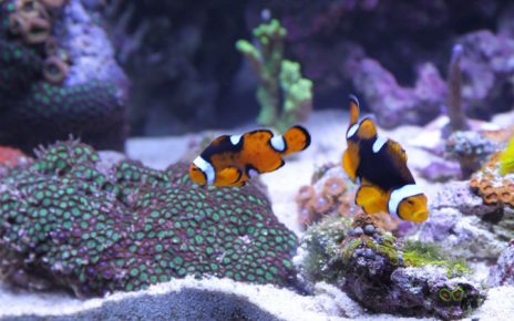 Peces comunes en un acuario